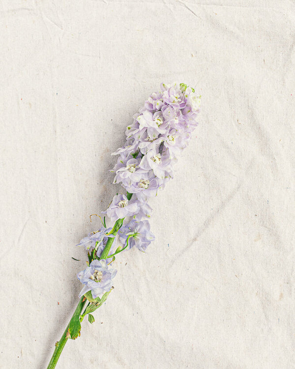 Delphinium