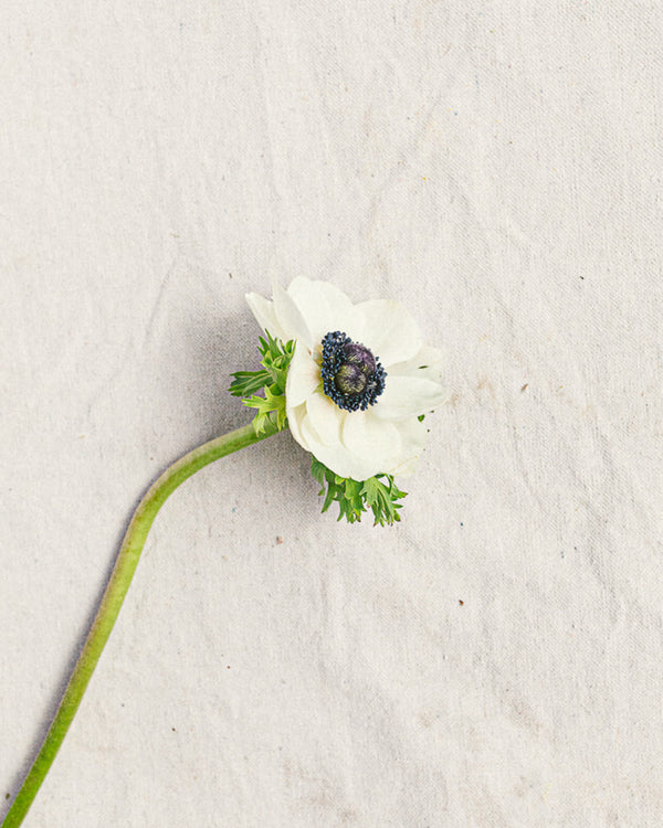 Anemone