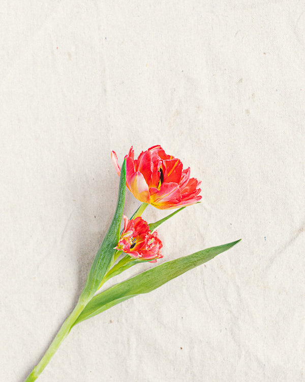 Tulip