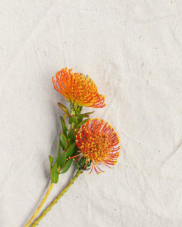Pincoushin Protea