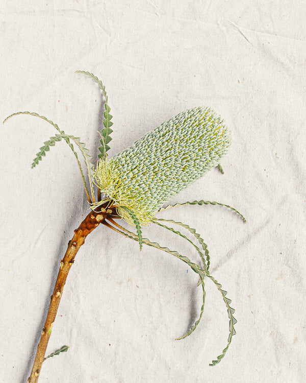 Banksia