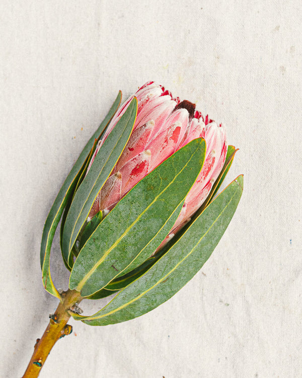 Pink Ice Protea