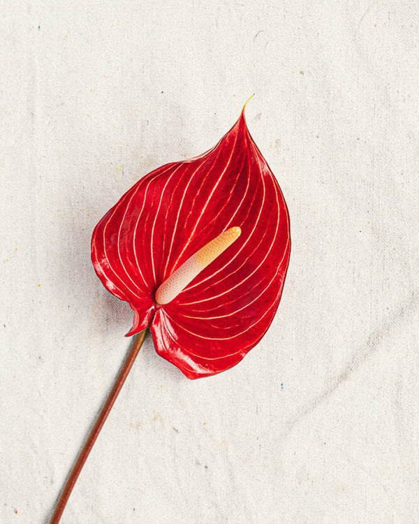 Anthurium