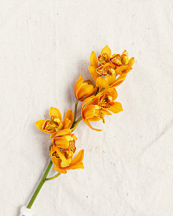 Cymbidium Orchid