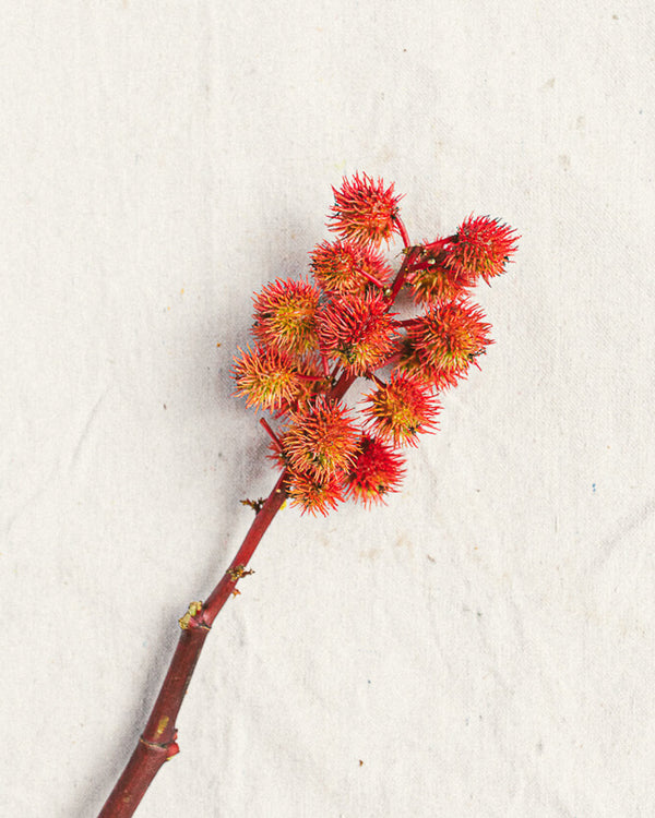 Castor Bean