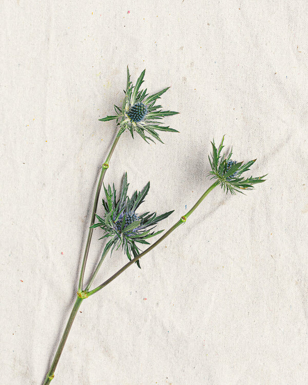 Jackpot Thistle