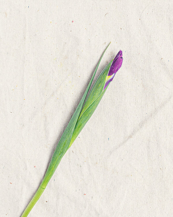 Iris