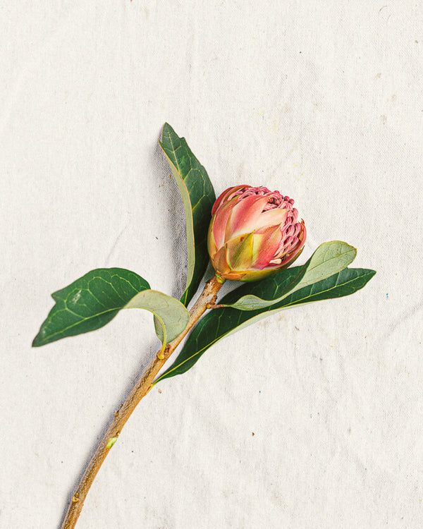 Protea (Special)