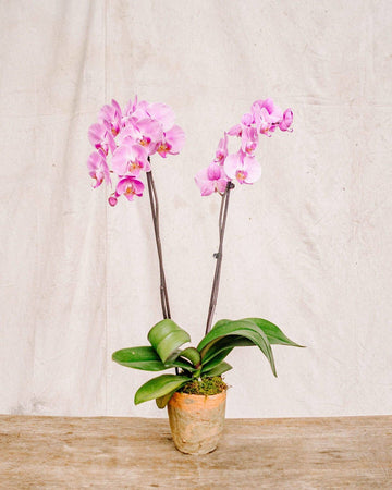 Large Orchid, Orchid Delivery, The Unlikely Florist