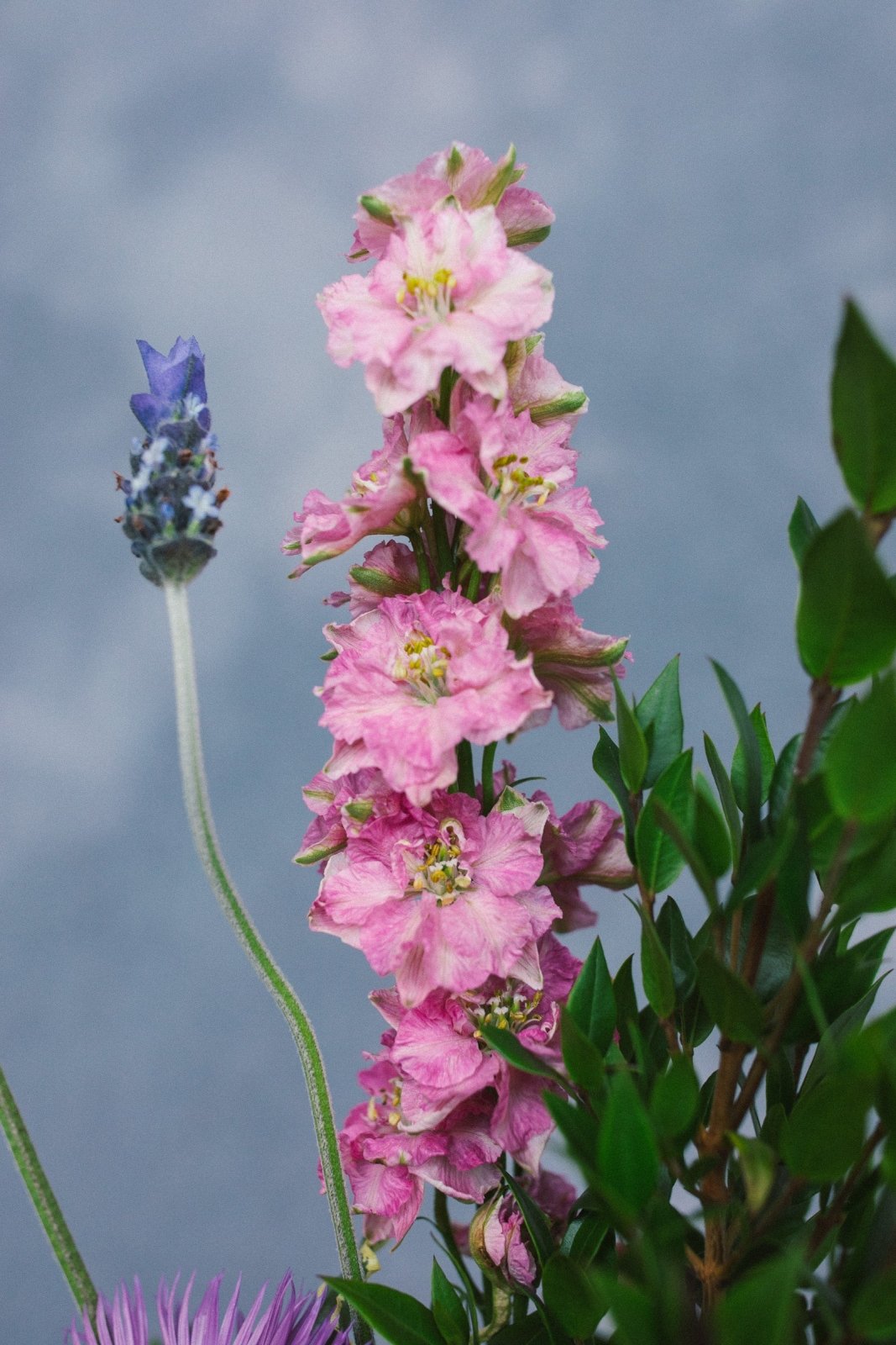 The Fitz - Arrangement