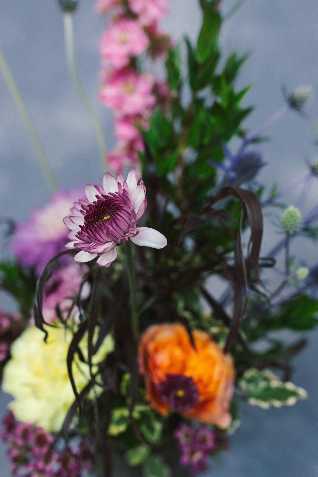 The Fitz - Arrangement